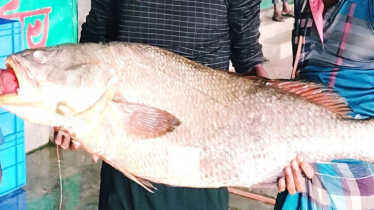 বড়শিতে ধরা ৩৭ কেজি কালো পোয়া বিক্রি হলো লাখ টাকায়
