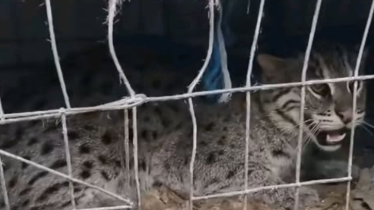 সাতক্ষীরা থেকে মেছোবাঘ আটক, অতঃপর অবমুক্ত 