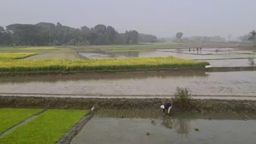 সাতক্ষীরায় সর্বনিম্ন তাপমাত্রা ৮.৮ ডিগ্রি সেলসিয়াস রেকর্ড, বিপর্যস্ত জনজীবন