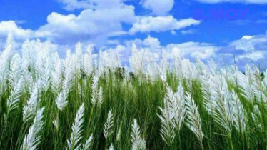 সৌন্দর্যের ঋতু শরতের প্রথম দিন আজ