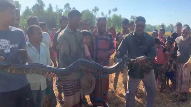 শ্রীমঙ্গলে এবার ধানক্ষেত থেকে ১২ ফুট লম্বা অজগর উদ্ধার