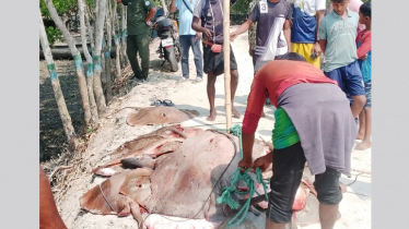 শিকার নিষিদ্ধ ১০ মণ শাপলা পাতা মাছসহ ২২ জেলে আটক 