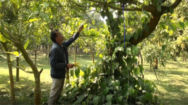 আমবাগানে চুইঝাল চাষের নতুন আইডিয়া, বাড়তি আয়ের সুযোগ