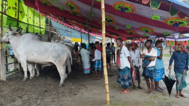 ঘূর্ণিঝড়ের প্রভাবে টাঙ্গাইলের গোবিন্দাসী গরুর হাটে ক্রেতা সংকট