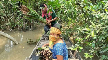 শুরু হয়েছে সুন্দর বনের মধু সংগ্রহের কাজ