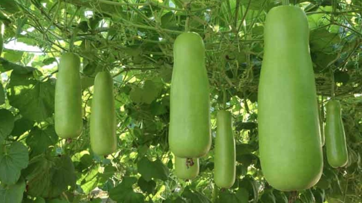 ত্বকের যত্নে লাউয়ের উপকারিতা 