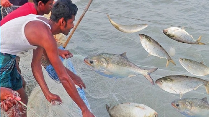 মৌসুম শুরুর আগেই ধরা পড়ছে ঝাঁকে ঝাঁকে ইলিশ