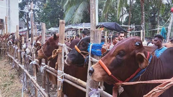 গ্রামে দাম ওঠা ৩ লাখের গরু রাজধানীর হাটে ২ লাখেও বিক্রি হচ্ছে না গ্রামে দাম ওঠা ৩ লাখের গরু রাজধানীর হাটে ২ লাখেও বিক্রি হচ্ছে না