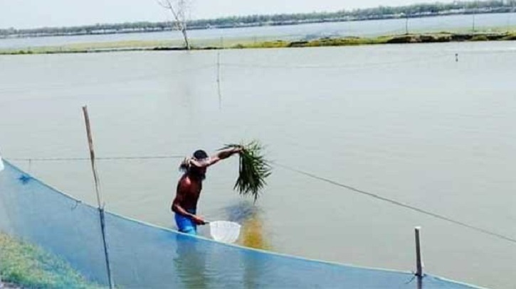 সাতক্ষীরায় পুকুরে গলদা চিংড়ির রেণু উৎপাদনে সাফল্য 