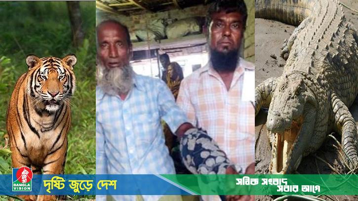 বাঘের পর এবার কুমিরের মুখ থেকে ফিরলেন মৌয়াল আ. কুদ্দুস
