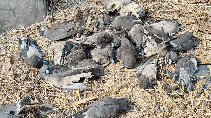 বেনাপোল কার্গো ইয়ার্ড টার্মিনালে শত শত অতিথি পাখির মৃত্যু, ভ্রুক্ষেপ নেই কারোর