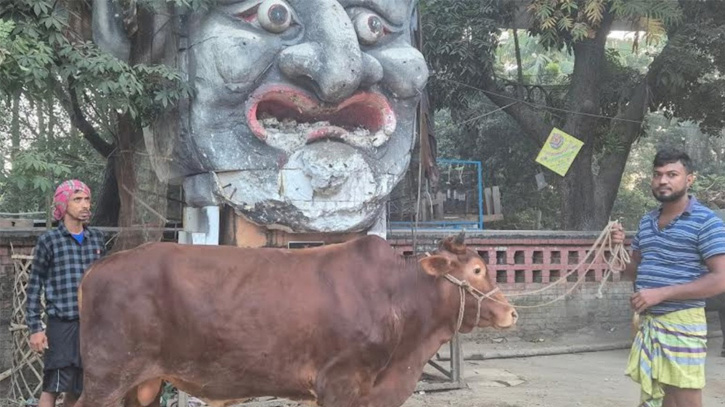 হাসিনার ফাঁসির রায়: গরু-খাসি দিয়ে টিএসসিতে ভূরিভোজ