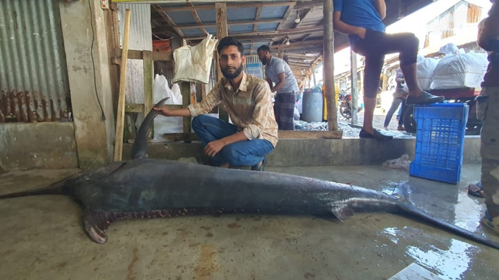 বঙ্গোপসাগরে জসিমের জালে উঠলো ৮০ কেজির ফ্লাইং ফিস!
