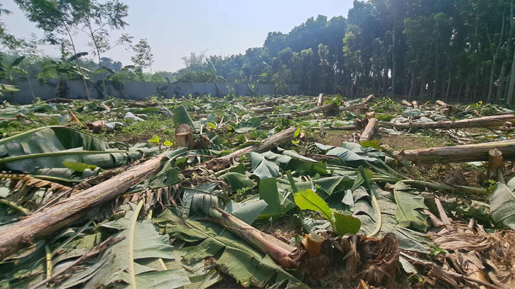 রাতের আঁধারে কৃষকের ৫ শতাধিক কলাগাছ কেটে দিলো কারা?