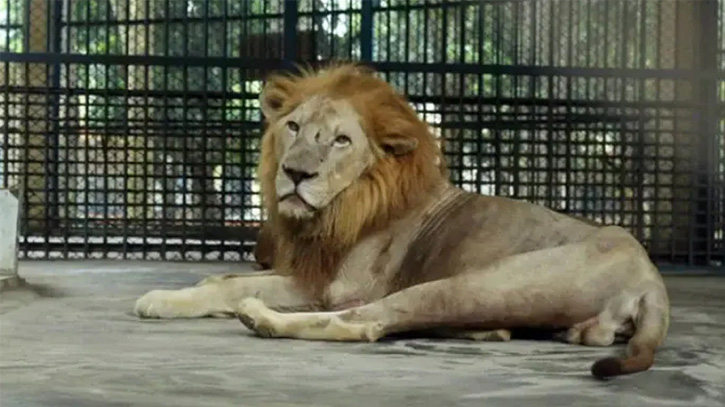 খাঁচার বাইরে চলে এসেছে ঢাকার চিড়িয়াখানার সিংহ, চলছে নিয়ন্ত্রণের চেষ্টা