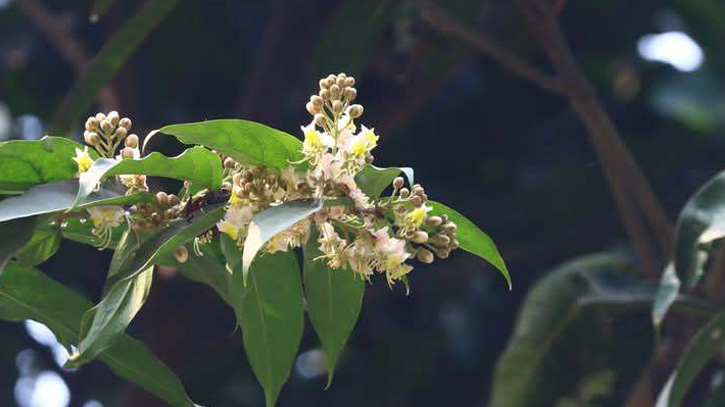 বেরোবিতে দ্বিতীয়বারের মতো দেখা মিললো বিরল মাধবীলতা বেরোবিতে দ্বিতীয়বারের মতো দেখা মিললো বিরল মাধবীলতা