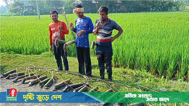 পেশা ইঁদুর ধরা, মাসে আয় ৪০ হাজার টাকা