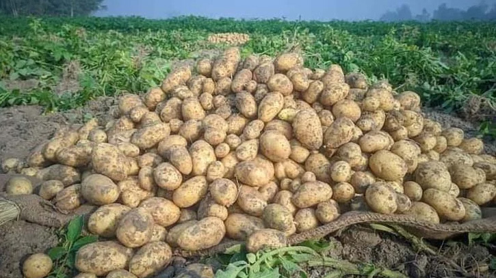 আলু চাষিদের ভর্তুকি দেওয়া নিয়ে যা বললেন কৃষি উপদেষ্টা