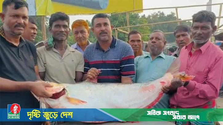 পদ্মায় ধরা পড়লো ২২ কেজির এক ঢাই মাছ, দাম ১ লাখ ৪ হাজার