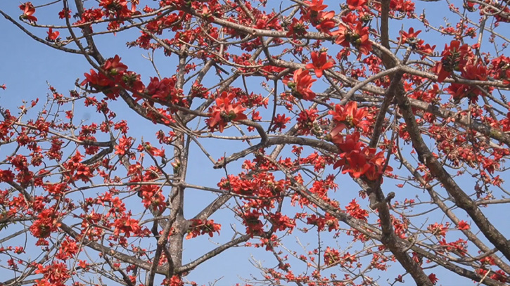 ফাগুনের আগুনে রাঙা দেশের সর্ববৃহৎ শিমুল বাগান ফাগুনের আগুনে রাঙা দেশের সর্ববৃহৎ শিমুল বাগান