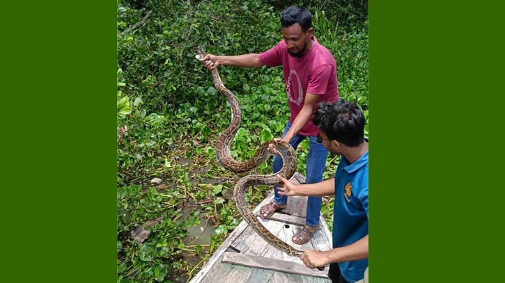 খড়ের গাদার নিচ থেকে মিললো ১২ ফুট লম্বা অজগর সাপ খড়ের গাদার নিচ থেকে মিললো ১২ ফুট লম্বা অজগর সাপ