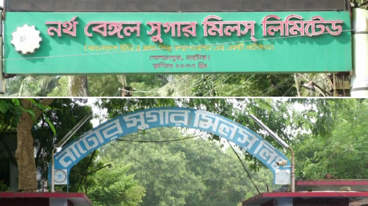নর্থ বেঙ্গল ও নাটোর সুগার মিলস থেকে ৩৩৬০ টন চিনি উৎপাদন