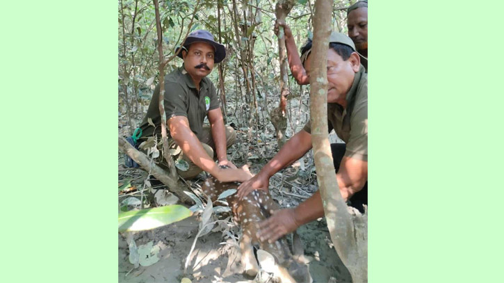 সুন্দরবনে শিকারীদের ফাঁদে আটক হরিণ, মুক্ত করে ছাড়া হলো বনে সুন্দরবনে শিকারীদের ফাঁদে আটক হরিণ, মুক্ত করে ছাড়া হলো বনে