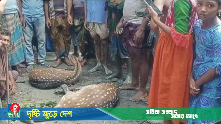 বাঘের তাড়া খেয়ে লোকালয়ে আসা দুটি হরিণ ছেড়ে দেয়া হলো সুন্দরবনে