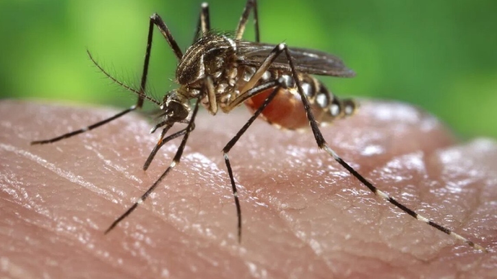 ডেঙ্গুতে আরও ৩ জনের প্রাণহানি, হাসপাতালে ৫৯৫  