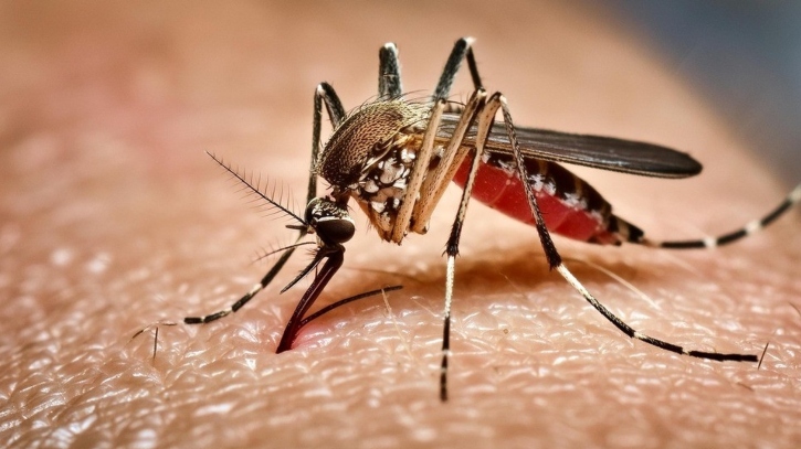 ২৪ ঘণ্টায় ডেঙ্গুতে হাসপাতালে ভর্তি ৪৮৬