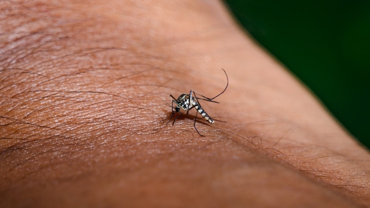 ডেঙ্গুতে প্রাণ গেলো আরও ৩ জনের, হাসপাতালে ১ হাজার ৭ জন