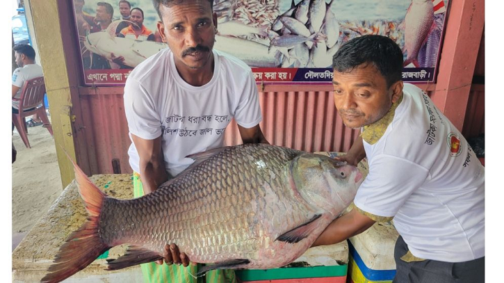 এক কাতলার দাম ৩৯ হাজার টাকা! এক কাতলার দাম ৩৯ হাজার টাকা!