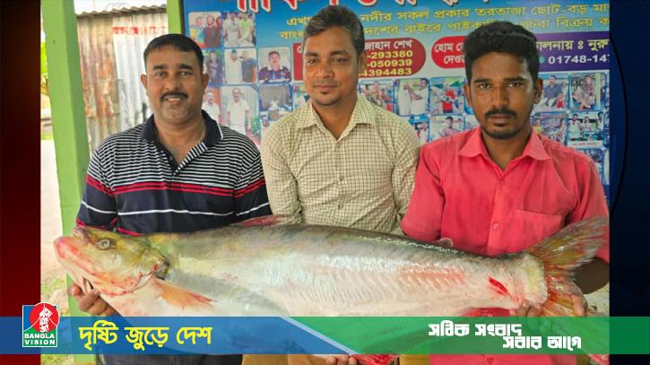 ১১ কেজি ওজনের ‘ঢাই’ মা‌ছ বি‌ক্রি হলো ৪৬ হাজার টাকায়