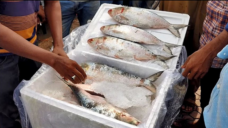 ভারতে ইলিশ রফতানি হলো প্রতি কেজি ১১৮০ টাকা মূল্যে ভারতে ইলিশ রফতানি হলো প্রতি কেজি ১১৮০ টাকা মূল্যে