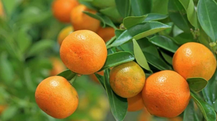 শীতকালে কেন খাবেন কমলালেবু?  