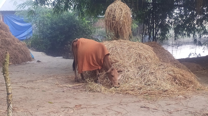 শুরুর শীতে কাঁপছে পঞ্চগড়, সর্বনিম্ন তাপমাত্রা ১৩ ডিগ্রি