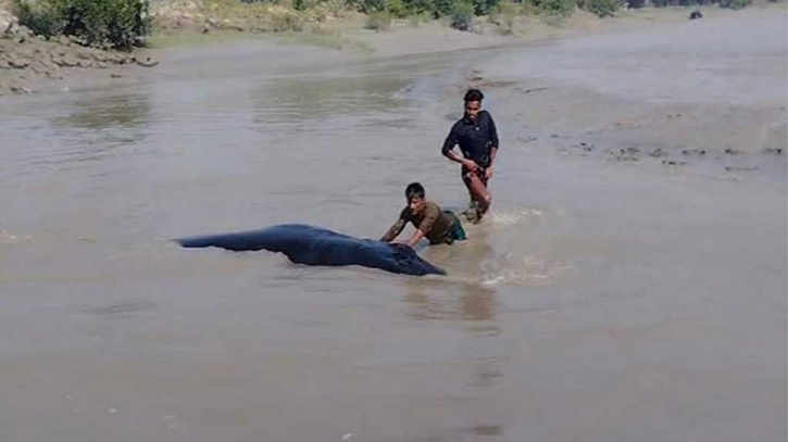হাতিয়ার মেঘনায় বিশাল আকৃতির জীবিত তিমি মাছ হাতিয়ার মেঘনায় বিশাল আকৃতির জীবিত তিমি মাছ