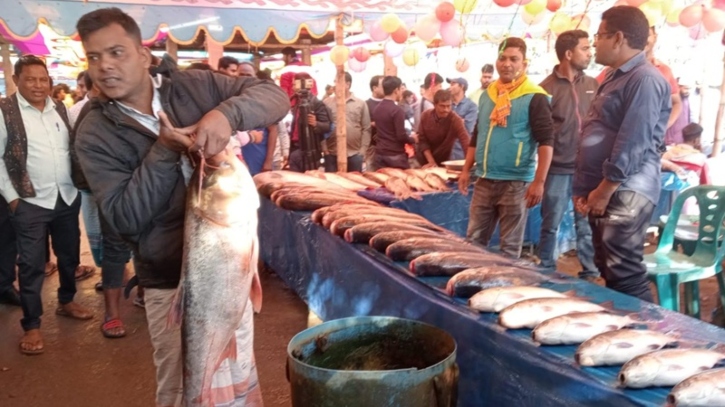 নবান্নের মাছের মেলায় থরে থরে সাজানো রুই-কাতলা