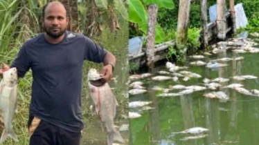 প্রবাসীর মৎস্য প্রকল্পে ভাঙচুর, বিষ প্রয়োগে ৬ লাখ টাকার মাছ নিধন!