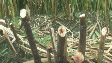 ভাইরাসের আক্রমণে পচছে ক্ষেতের আখ, চরম উৎকণ্ঠায় কৃষকরা