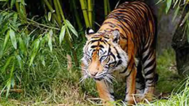 আজ বিশ্ব প্রাণী দিবস 