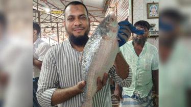 ৩ কেজি ৭০০ গ্রাম ওজনের এক ইলিশের দাম ১১ হাজার টাকা ৩ কেজি ৭০০ গ্রাম ওজনের এক ইলিশের দাম ১১ হাজার টাকা
