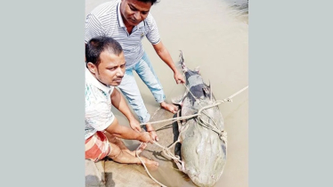 ৯০ কেজির বাঘাইড় মাছের দাম ১ লাখ ৩৫ হাজার টাকা ৯০ কেজির বাঘাইড় মাছের দাম ১ লাখ ৩৫ হাজার টাকা