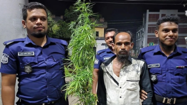 বসতঘরের পেছনে ফুলের টবে গাঁজা চাষ, আটক ১