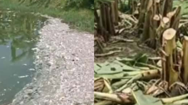 রাতের আঁধারে পুকুরে বিষ দিয়ে মৎসচাষীর মাছ নিধন করেছে দুর্বৃত্তরা 