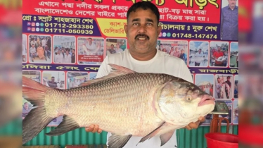পদ্মার ২২ কেজি ওজনের কাতলার দাম ৫৭ হাজার টাকা