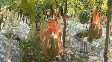 লোনা পানির দেশে অসময়ের তরমুজে কৃষকের ভাগ্যবদল