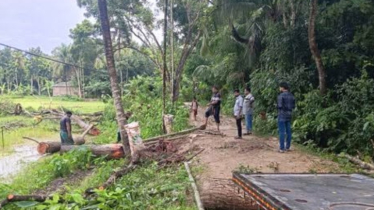 তালায় রাস্তার পাশের ২৫টি মেহগনি গাছ কাটার অভিযোগ