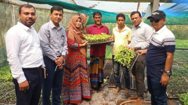 যমুনার চরে ‘পলিসেড হাউসে’ বদলাচ্ছে কৃষির চিত্র, আগাম সবজি চারায় লাভবান কৃষক