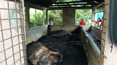 আগুনে পুড়ে ছাই দিনমজুরের স্বপ্ন, ৫ গাভীসহ গোয়ালঘর ভস্মীভূত আগুনে পুড়ে ছাই দিনমজুরের স্বপ্ন, ৫ গাভীসহ গোয়ালঘর ভস্মীভূত